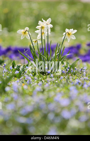 Les jonquilles sur un pré au printemps Banque D'Images