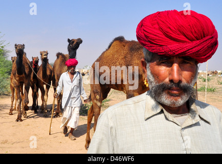 Plomb villageois à chameaux bétail Nagaur juste dans l'ouest de l'état indien du Rajasthan. Banque D'Images