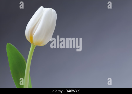 Tulipe blanche unique sur le côté gauche du fond bleu avec une fleur ou sur toile vierge Banque D'Images