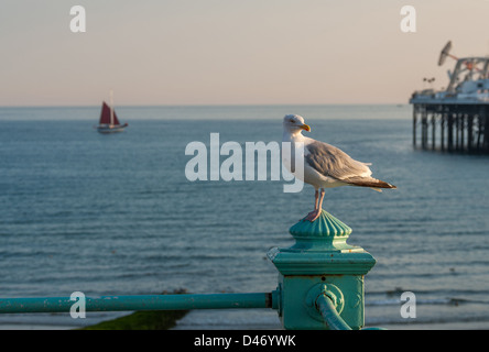 Seagull assis sur les rails près de la jetée de Brighton Post Banque D'Images