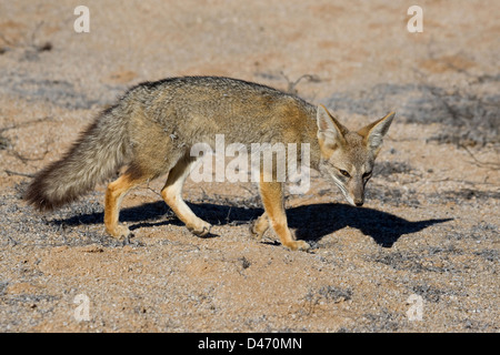 Zorro gris, la Fox, le renard gris d'Amérique du Sud (Dusicyon griseus griseus, Pseudalopex). Des profils de marcher dans le désert. De Pan Banque D'Images