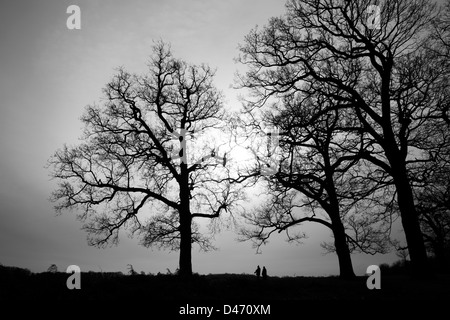 En Bois Sheen Richmond Park, East Sheen, Londres, UK Banque D'Images