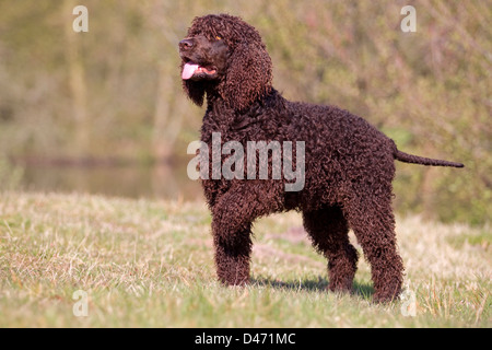 Irish Water Spaniel. Debout sur un pré adultes Banque D'Images