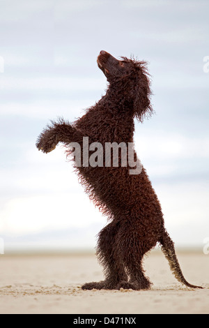 Irish Water Spaniel sur une plage, debout sur ses pattes de derrière Banque D'Images