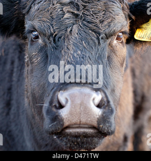 Un visage sur vue rapprochée d'une vache avec une étiquette d'identification dans une oreille et d'être allumé d'un côté par le soleil couchant. Banque D'Images