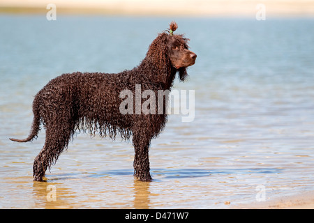 Irish Water Spaniel. Adultes humide debout dans l'eau peu profonde Banque D'Images