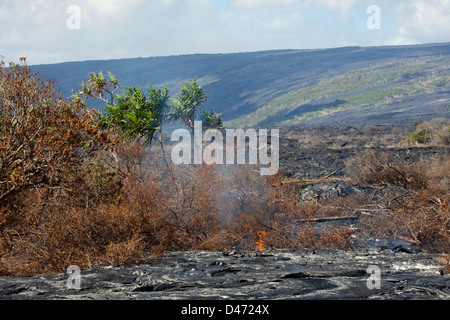 Un nouveau flux de lave pahoehoe Kilauea est brûler une forêt déjà isolé par une ancienne Pahoehoe flow, Big Island, Hawaii. Banque D'Images