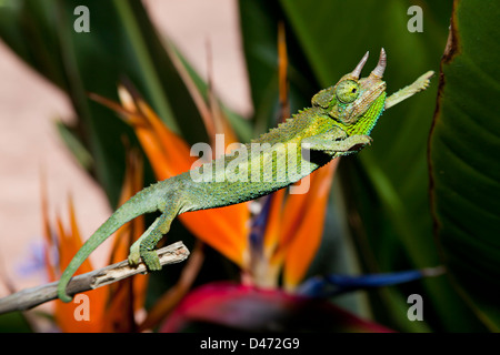 Un homme Jackson's Chameleon, Chamaeleo jacksoni, Maui, Hawaii. Cette espèce est indigène de l'Est de l'Afrique. Banque D'Images