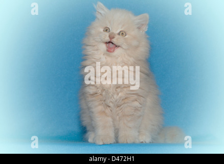 British Longhair. Tomcat blanc meowing assis devant un fond bleu Banque D'Images