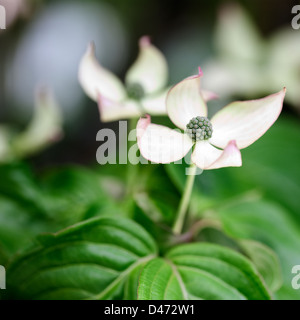 Photo macro d'une floraison Cornus kousa 'Schmetterling' avec une faible profondeur de champ. Banque D'Images