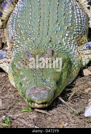 Crocodile (Crocodylus siamensis siamois), portrait Banque D'Images