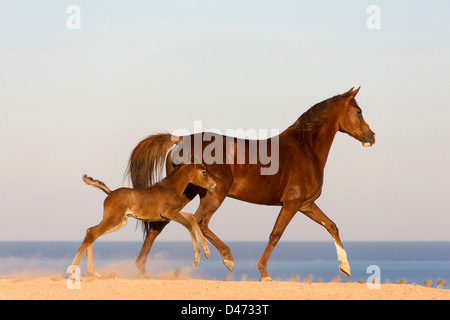 Cheval Arabe pur-sang. Jument avec poulain trottant dans le désert Banque D'Images