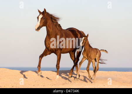 Cheval Arabe pur-sang. Jument avec poulain trottant dans le désert Banque D'Images