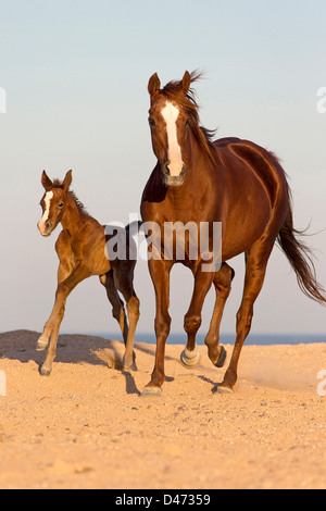 Cheval Arabe pur-sang. Jument avec poulain trottant dans le désert Banque D'Images