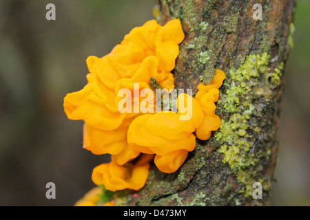 Cerveau jaune champignon Tremella mesenterica Banque D'Images