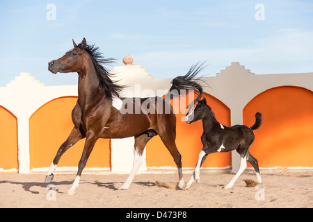 Cheval Arabe pur-sang. Jument avec poulain Pinto galopping dans un paddock Banque D'Images