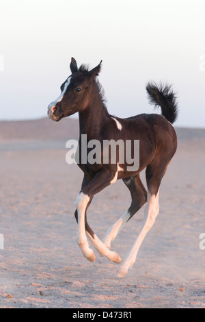 Cheval Arabe pur-sang. Poulain Pinto galopping dans le désert Banque D'Images