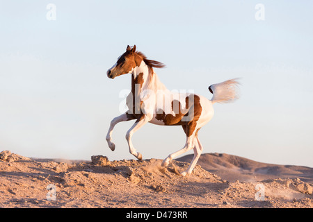 Cheval Arabe pur-sang. Etalon Pinto galopping dans le désert Banque D'Images