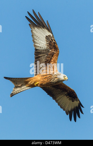 Le Milan royal (Milvus milvus) s'élève contre le ciel bleu pur au milieu du Pays de Galles. Banque D'Images