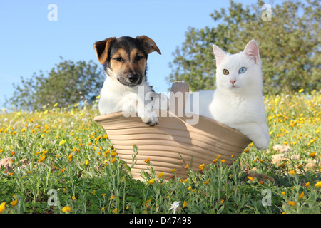 Les no de cat. Chaton blanc (7 mois) et Jack Russell Terrier puppy assis dans un panier sur une prairie en fleurs Banque D'Images