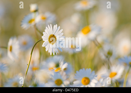 Oxeye daisy (Leucanthemum vulgare / Chrysanthemum leucanthemum) dans les prairies en fleurs Banque D'Images