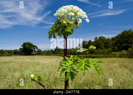 Hogweed géant (Heracleum mantegazzianum) Vallée d'Usk, Clytha Estate, Monbucshire, pays de Galles du Sud. Banque D'Images