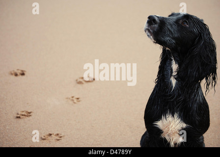 Sprocker Spaniel à St Cyrus, Écosse, Royaume-Uni, mars 2013 Banque D'Images