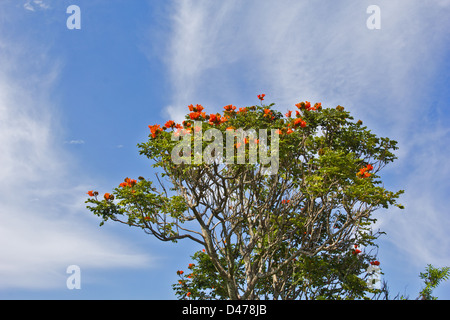 AFRICAN TULIP TREE [Spathodea ] EN FLEUR CONTRE UN CIEL BLEU ET DES NUAGES BLANCS Banque D'Images