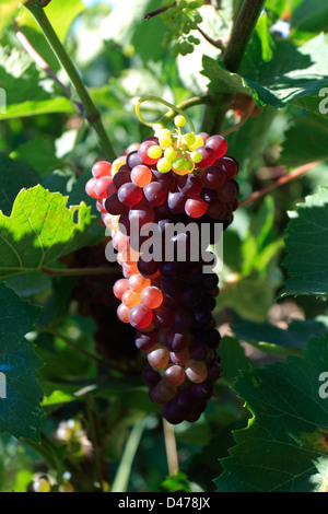 Green Red grapes growing, St Nicholas village St Nicks l'île de Zakynthos Zante Grèce Europe Banque D'Images