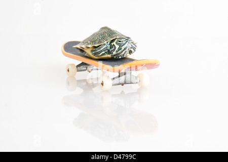 Turtle on skateboard Banque D'Images