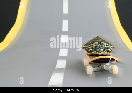 Turtle on skateboard Banque D'Images