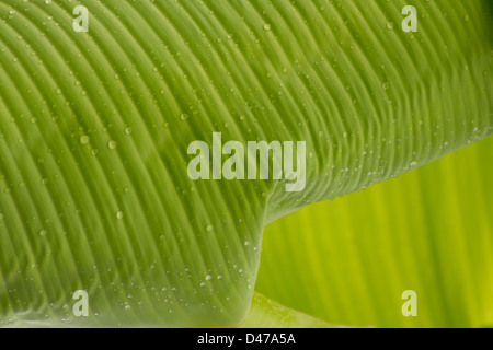 Abstract shot de feuille de bananier après la pluie Banque D'Images