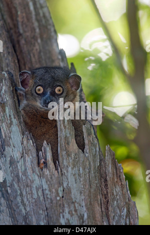 Lémurien sportif de Hubbards, Zombitse (Lepilemur hubbardorum) à partir d'un trou dans un arbre. National Zombitse Pa Banque D'Images