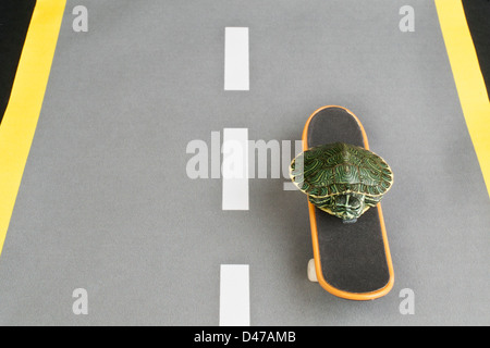 Turtle on skateboard Banque D'Images