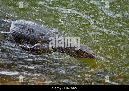 Très grand moniteur de l'eau (Varanus salvator) Nager DANS UN LAC AU SRI LANKA Banque D'Images