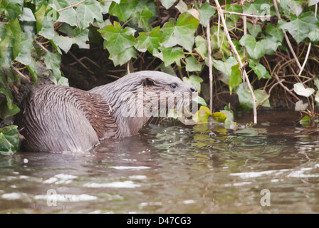 La loutre d'Europe Lutra lutra sur banque du fleuve à Norfolk Banque D'Images