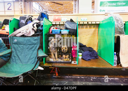 Birmingham, UK. 7 mars 2013. Crufts 2013 Exposition canine en NEC National Exhibition Centre Birmingham UK Angleterre jour l'un des premiers concours de chiens border terriers deux assis dans la cage. Crédit : Paul Thompson Live News / Alamy Live News Banque D'Images