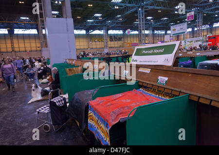 Birmingham, UK. 7 mars 2013. Crufts 2013 Exposition canine en NEC National Exhibition Centre Birmingham UK Angleterre jour l'un des premiers concours de chiens chien de Pharaon étals. Crédit : Paul Thompson Live News / Alamy Live News Banque D'Images