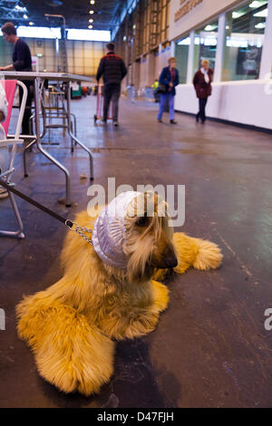 Birmingham, UK. 7 mars 2013. Crufts 2013 Exposition canine en NEC National Exhibition Centre Birmingham UK Angleterre jour l'un des premiers concours de chiens lévrier afghan avec foulard à crédit : Paul Thompson Live News / Alamy Live News Banque D'Images