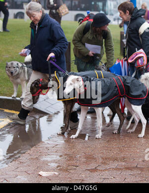 NEC, Birmingham, UK. 7 mars 2103. Une matinée pluvieuse a vu les chiens arrivant à Crufts dans leurs combinaisons étanches. Crédit : Chris Gibson / Alamy Live News Banque D'Images