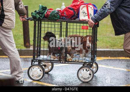 NEC, Birmingham, UK. 7 mars 2103. Voyager avec style, deux chiens arrivent à Crufts 2013. Crédit : Chris Gibson / Alamy Live News Banque D'Images
