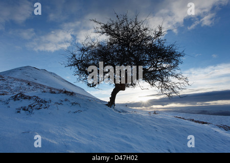 L'aubépine arbre sur le côté de Mynydd Troed. Le Parc National des Brecon Beacons. Powys. Le Pays de Galles. UK. Banque D'Images