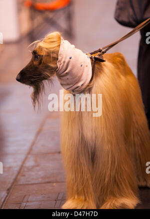 NEC, Birmingham, UK. 7 mars 2103. Trouver un beau poser à Crufts. Crédit : Chris Gibson / Alamy Live News Banque D'Images