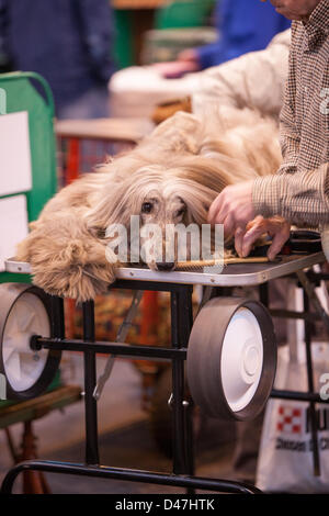 NEC, Birmingham, UK. 7 mars 2103. C'est la vie, un chien se détend avant le spectacle à Crufts. Crédit : Chris Gibson / Alamy Live News Banque D'Images