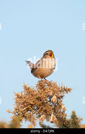 Un wren perché sur un buisson d'ajoncs chante bruyamment en faisant face au soleil du matin. La RSPB dormeur, Kent, UK Banque D'Images