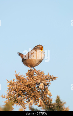 Un wren perché sur un buisson d'ajoncs chante bruyamment en faisant face au soleil du matin. La RSPB dormeur, Kent, UK Banque D'Images