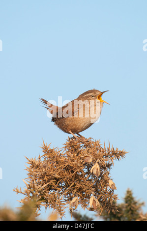 Un wren perché sur un buisson d'ajoncs chante bruyamment en faisant face au soleil du matin. La RSPB dormeur, Kent, UK Banque D'Images
