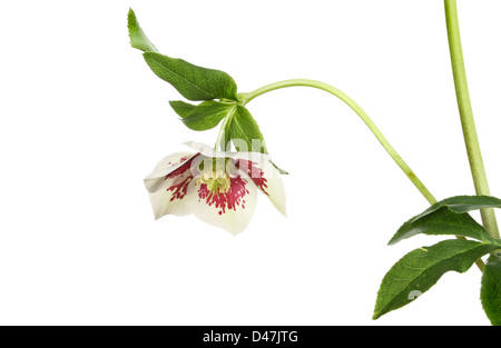 L'hellébore fleur et feuillage isolés contre white Banque D'Images