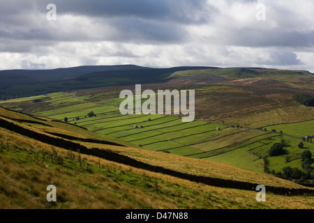 Les bordures de champ granges et plantation de conifères jeu Throsly Gill ci-dessous Wasset tomba West Burton Wensleydale Yorkshire Dales Banque D'Images