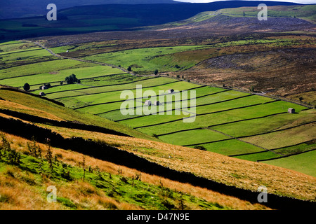 Les bordures de champ granges et plantation de conifères jeu Throsly Gill ci-dessous Wasset tomba West Burton Wensleydale Yorkshire Dales Banque D'Images